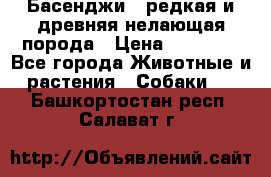 Басенджи - редкая и древняя нелающая порода › Цена ­ 50 000 - Все города Животные и растения » Собаки   . Башкортостан респ.,Салават г.